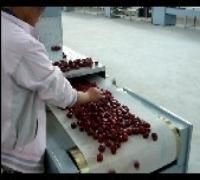 山西大枣微波干燥设备 河北高效烘干技术引领行业升级